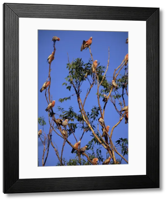 Framed Print : Galahs, Cacatua roseicapilla, Batchelor, Northern Territory, Australia, Pacific Framed Print : Galahs, Cacatua roseicapilla, Batchelor, Northern Territory, Australia, Pacific