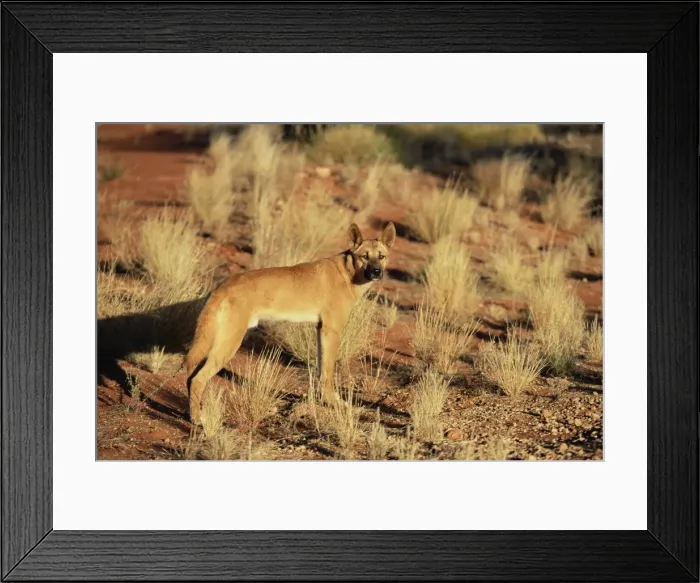 Framed Print : Dingo, Canis familiaris dingo, Red Centre, Northern Territory, Australia, Pacific Framed Print : Dingo, Canis familiaris dingo, Red Centre, Northern Territory, Australia, Pacific