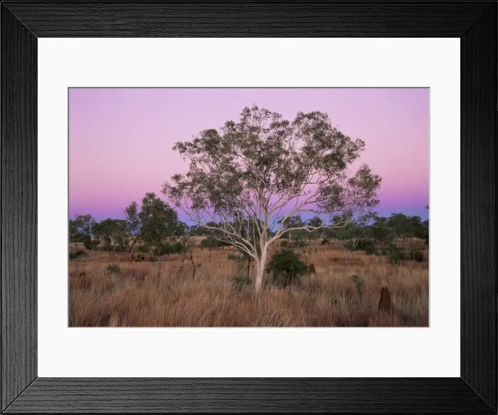 Framed Print : Ghost gums, Northern Territory, Australia, Pacific Framed Print : Ghost gums, Northern Territory, Australia, Pacific