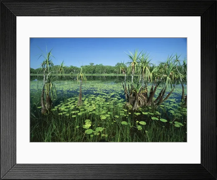 Framed Print : Lily pads and small palms in Annaburroo Billabong at the Mary River Crossing near the Arnhem Highway between Darwin and Kakadu at The Top End, Northern Territory Framed Print : Lily pads and small palms in Annaburroo Billabong at the Mary River Crossing near the Arnhem Highway between Darwin and Kakadu at The Top End, Northern Territory