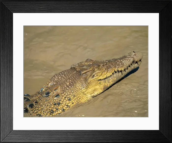 Framed Print : Close-up of crocodile in river, Northern Territory, Australia, Pacific Framed Print : Close-up of crocodile in river, Northern Territory, Australia, Pacific