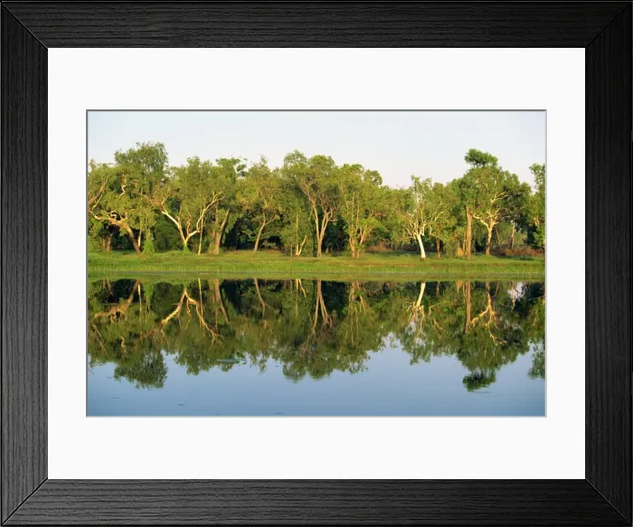 Framed Print : Reflections of eucalyptus (gum) trees on Annaburroo Billabong near the Arnhem Highway at the Mary River Crossing in the Northern Territory Framed Print : Reflections of eucalyptus (gum) trees on Annaburroo Billabong near the Arnhem Highway at the Mary River Crossing in the Northern Territory