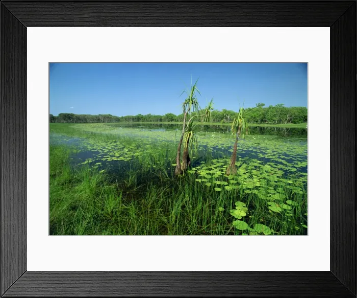 Framed Print : Lily pads and small palms in the Annaburroo Billabong at the Mary River Crossing near the Arnhem Highway in the Northern Territory Framed Print : Lily pads and small palms in the Annaburroo Billabong at the Mary River Crossing near the Arnhem Highway in the Northern Territory