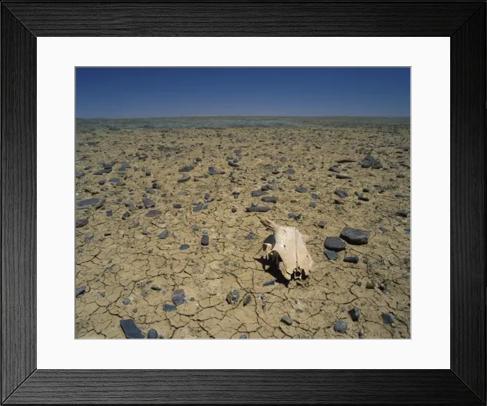 Framed Print : Cracked earth and cattle skull in the Outback of South Australia, Australia, Pacific Framed Print : Cracked earth and cattle skull in the Outback of South Australia, Australia, Pacific