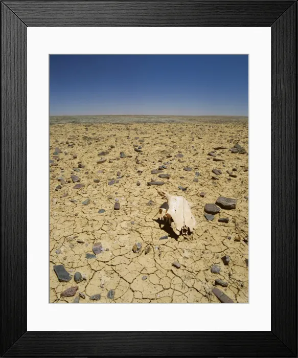 Framed Print : Animal skull, rocks and cracked dry earth, Outback, South Australia, Australia, Pacific Framed Print : Animal skull, rocks and cracked dry earth, Outback, South Australia, Australia, Pacific