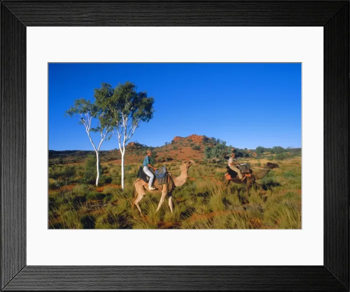 Framed Print : Camel riders, Alice Springs, Northern Territories, Australia Framed Print : Camel riders, Alice Springs, Northern Territories, Australia