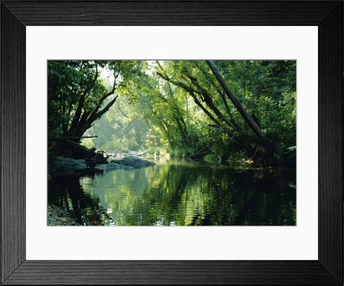 Framed Print : Rainforest, Cape Tribulation National Park, Queensland, Australia Framed Print : Rainforest, Cape Tribulation National Park, Queensland, Australia