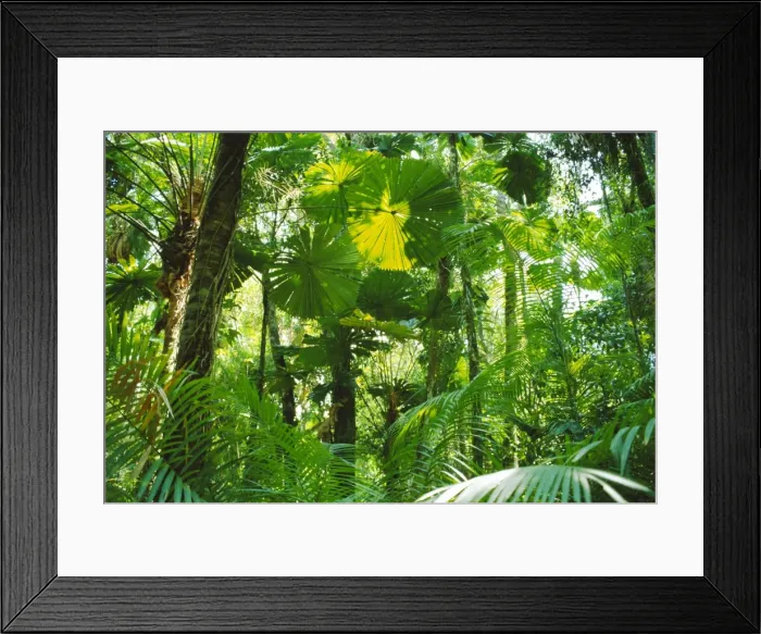 Framed Print : Rainforest canopy, Cape Tribulation National Park, Queensland, Australia Framed Print : Rainforest canopy, Cape Tribulation National Park, Queensland, Australia