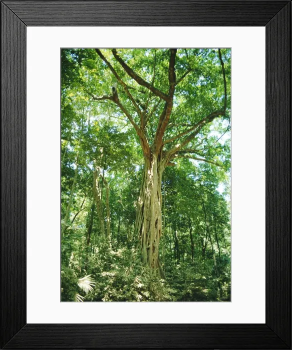 Framed Print : Strangular Fig Tree in rainforest, Cape Tribulation National Park, Queensland, Australia Framed Print : Strangular Fig Tree in rainforest, Cape Tribulation National Park, Queensland, Australia
