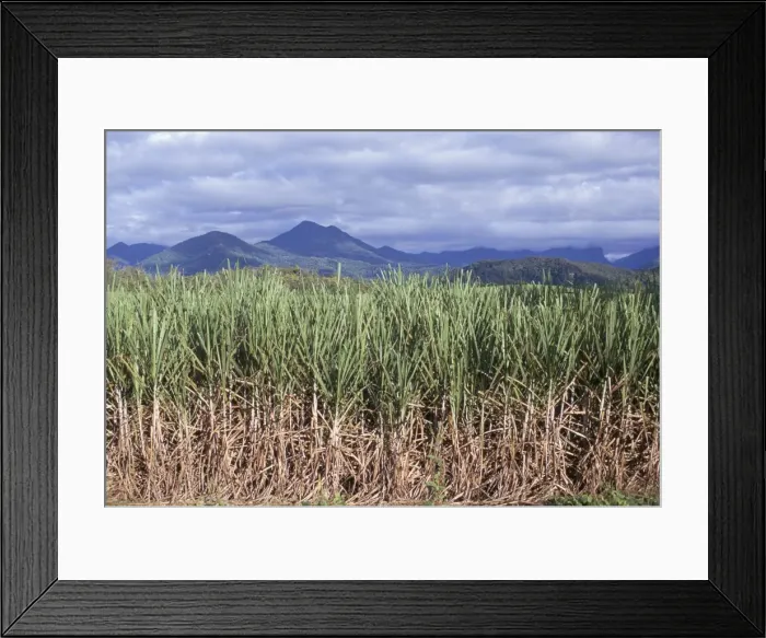 Framed Print : Sugar cane, Queensland, Australia, Pacific Framed Print : Sugar cane, Queensland, Australia, Pacific