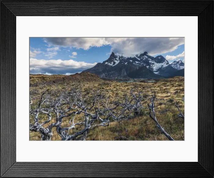 Framed Print : Dead trees in front of Cuernos del Paine, Torres del Paine National Park, Chilean Patagonia Framed Print : Dead trees in front of Cuernos del Paine, Torres del Paine National Park, Chilean Patagonia