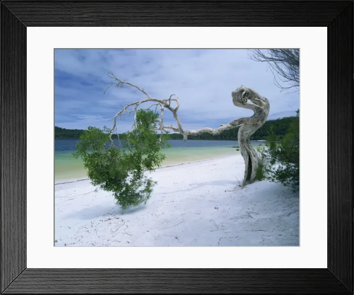 Framed Print : Wind blown tree on beach of Lake Birrabee, Fraser Island, UNESCO World Heritage Site Framed Print : Wind blown tree on beach of Lake Birrabee, Fraser Island, UNESCO World Heritage Site