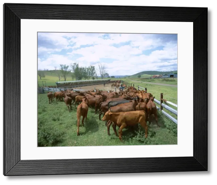 Framed Print : Herding beef cattle, cattle station, Queensland, Australia, Pacific Framed Print : Herding beef cattle, cattle station, Queensland, Australia, Pacific