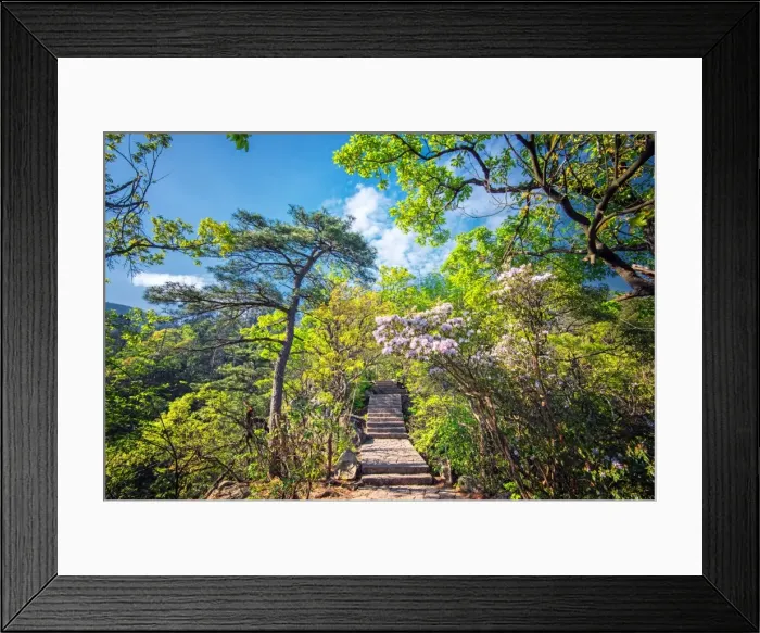 Framed Print : Stone steps leading into the lush natural environment with trees and blossoms of Tian Mu Shan Framed Print : Stone steps leading into the lush natural environment with trees and blossoms of Tian Mu Shan