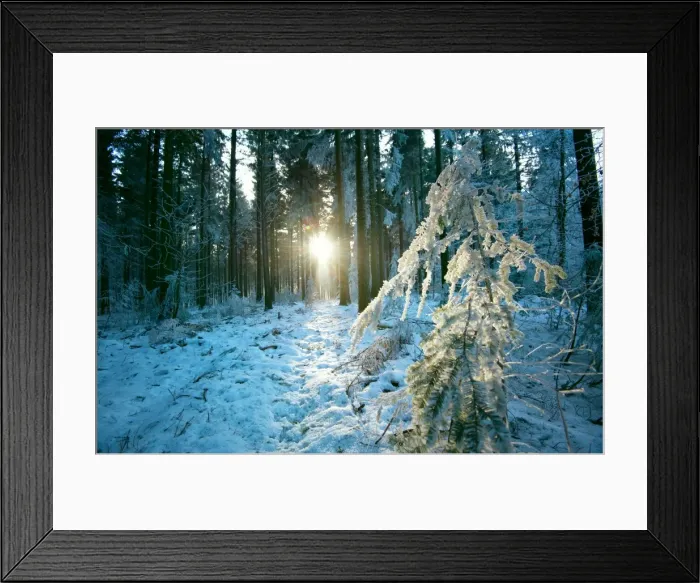Framed Print : The sun finding a small opening in the snowy forest of Koenigstuhl, Heidelberg, Baden-Wurttemberg Framed Print : The sun finding a small opening in the snowy forest of Koenigstuhl, Heidelberg, Baden-Wurttemberg