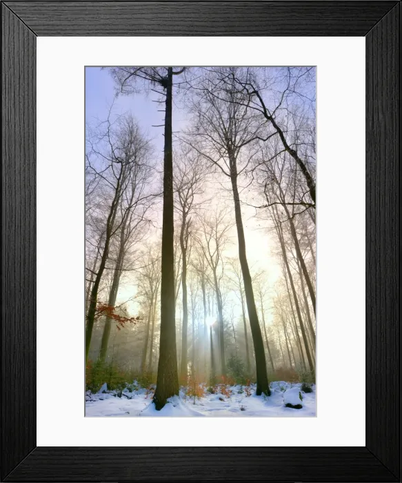 Framed Print : The sun sending its rays through the trees of a the snowy forest at Koenigstuhl Mountain Framed Print : The sun sending its rays through the trees of a the snowy forest at Koenigstuhl Mountain