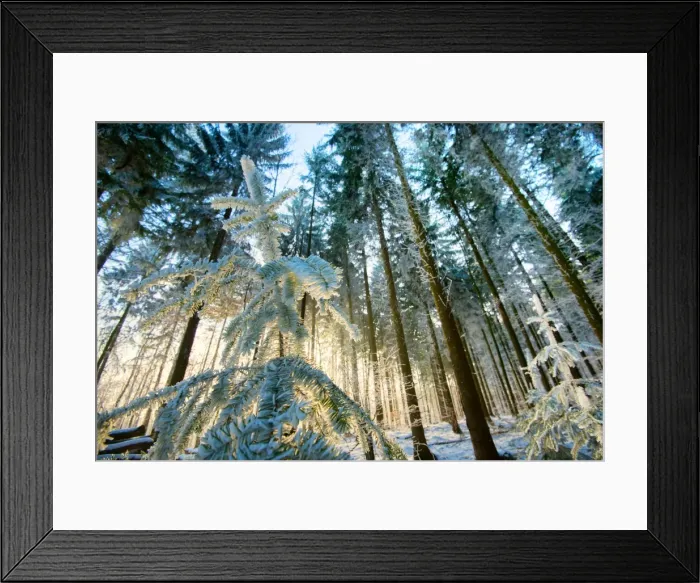 Framed Print : Setting sun illuminating the frozen forest of Koenigstuhl mountain (Kings Chair) Framed Print : Setting sun illuminating the frozen forest of Koenigstuhl mountain (Kings Chair)