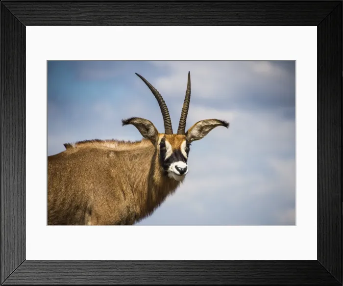 Framed Print : Roan antelope (Hippotragus equinus), Nyika National Park, Malawi, Africa Framed Print : Roan antelope (Hippotragus equinus), Nyika National Park, Malawi, Africa