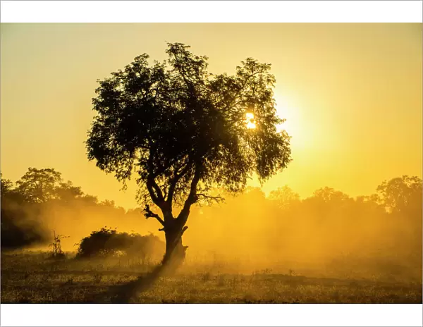 Dust in backlight at sunset, South Luangwa National Park, Zambia, Africa