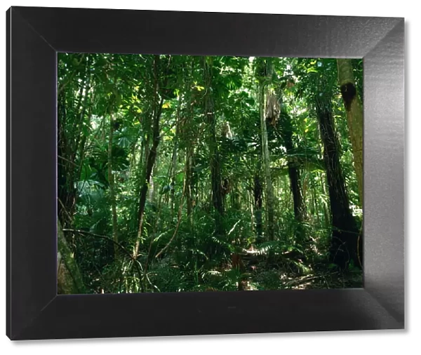The Daintree rainforest in Cape Tribulation National Park, Queensland, Australia, Pacific