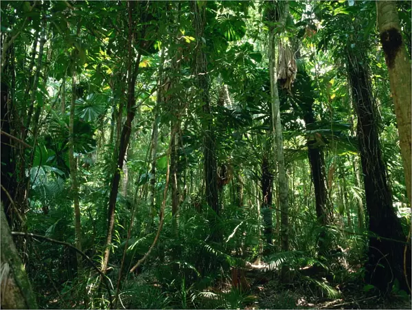 The Daintree rainforest in Cape Tribulation National Park, Queensland, Australia, Pacific