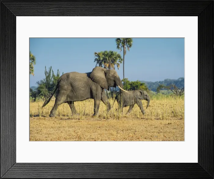 Framed Print : African bush elephant (Loxodonta africana) mother with calf, Liwonde National Park Framed Print : African bush elephant (Loxodonta africana) mother with calf, Liwonde National Park