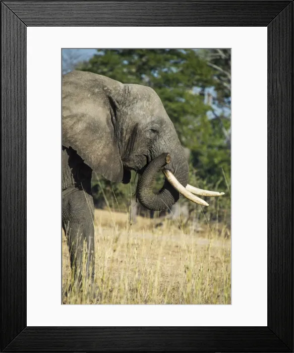 Framed Print : African bush elephant (Loxodonta africana), Liwonde National Park, Malawi, Africa Framed Print : African bush elephant (Loxodonta africana), Liwonde National Park, Malawi, Africa