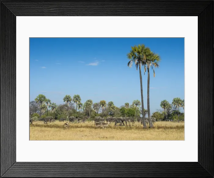 Framed Print : Waterbucks (Kobus ellipsiprymnus) in front of African bush elephants (Loxodonta africana) Framed Print : Waterbucks (Kobus ellipsiprymnus) in front of African bush elephants (Loxodonta africana)