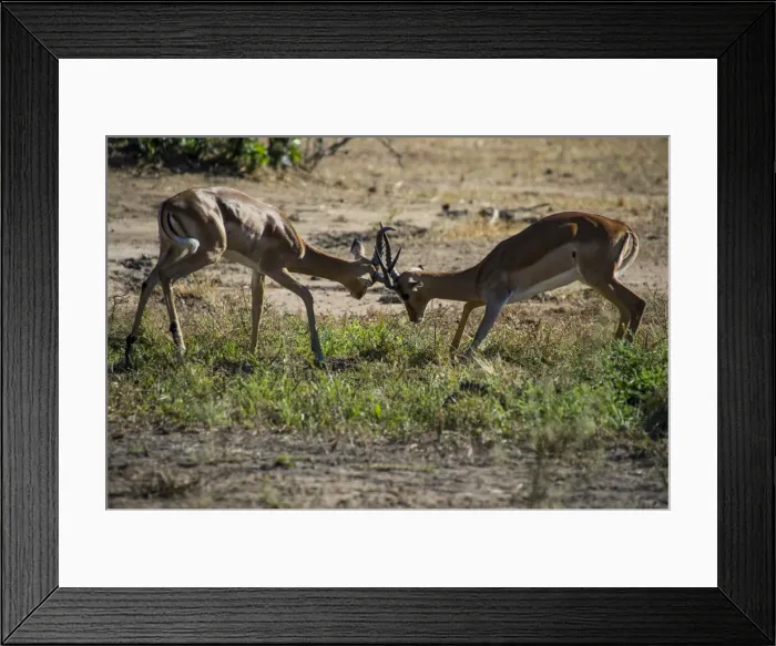 Framed Print : Impala (Aepyceros melampus) fighting in the Liwonde National Park, Malawi, Africa Framed Print : Impala (Aepyceros melampus) fighting in the Liwonde National Park, Malawi, Africa