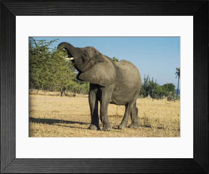 Framed Print : African bush elephant (Loxodonta africana) eating from a tree, Liwonde National Park Framed Print : African bush elephant (Loxodonta africana) eating from a tree, Liwonde National Park