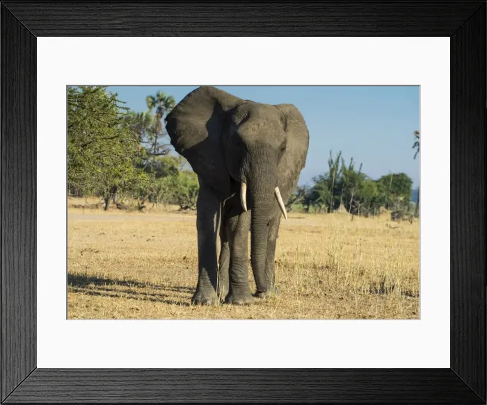 Framed Print : African bush elephant (Loxodonta africana), Liwonde National Park, Malawi, Africa Framed Print : African bush elephant (Loxodonta africana), Liwonde National Park, Malawi, Africa