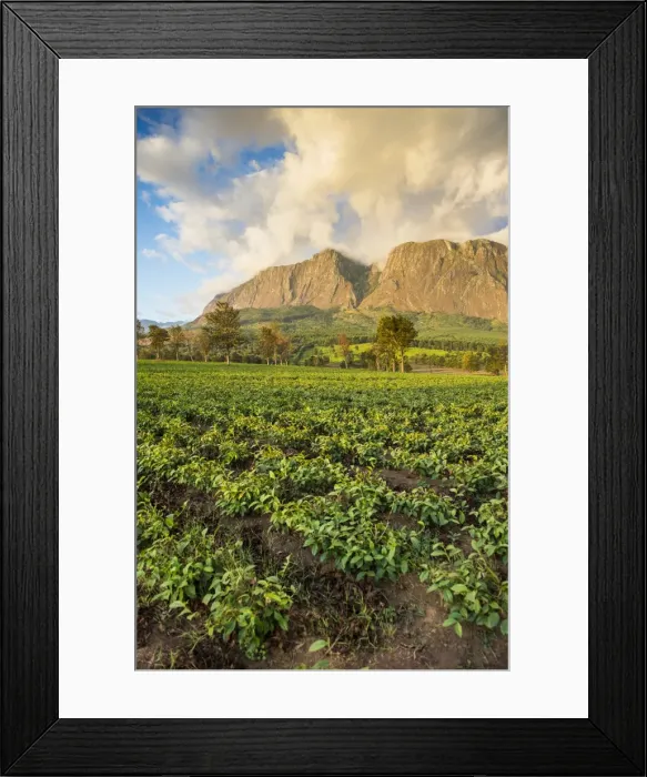 Framed Print : Tea estate on Mount Mulanje at sunset, Malawi, Africa Framed Print : Tea estate on Mount Mulanje at sunset, Malawi, Africa