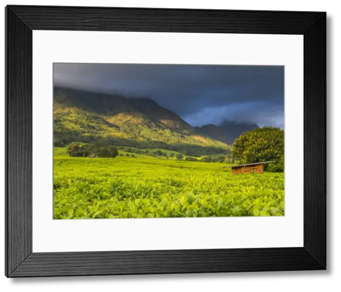 Framed Print : Tea estate on Mount Mulanje, Malawi, Africa Framed Print : Tea estate on Mount Mulanje, Malawi, Africa