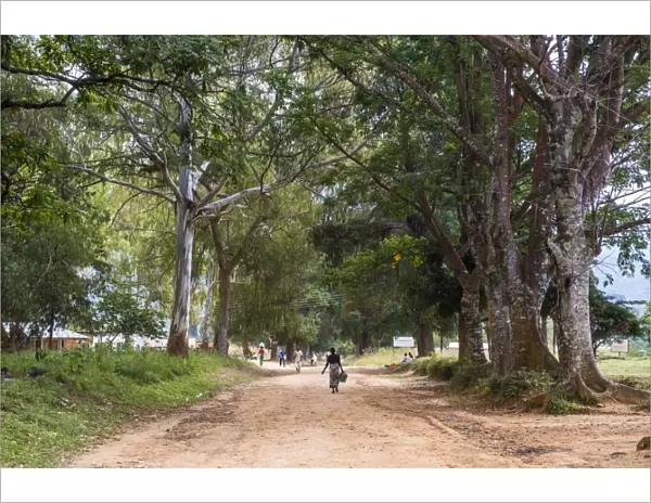 Tree alley in Livingstonia, Malawi, Africa
