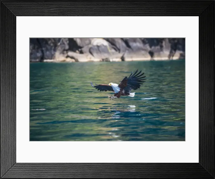 Framed Print : African fish eagle (Haliaeetus vocifer) hunting fish, Nkhata Bay, Lake Malawi, Malawi Framed Print : African fish eagle (Haliaeetus vocifer) hunting fish, Nkhata Bay, Lake Malawi, Malawi