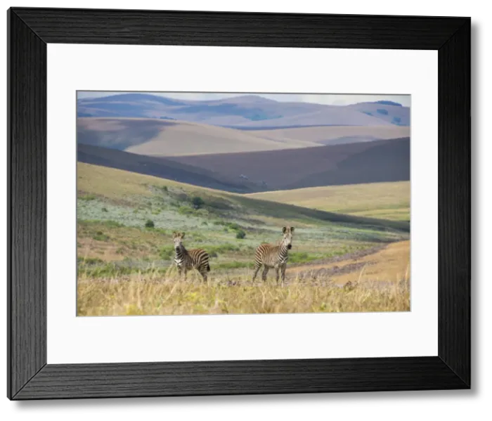 Framed Print : Plains zebras (Equus quagga), Nyika National Park, Malawi, Africa