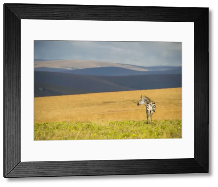 Framed Print : Plains zebra (Equus quagga), Nyika National Park, Malawi, Africa Framed Print : Plains zebra (Equus quagga), Nyika National Park, Malawi, Africa