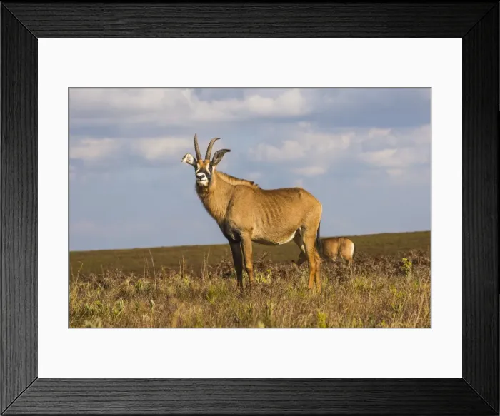 Framed Print : Roan antelope (Hippotragus equinus), Nyika National Park, Malawi, Africa Framed Print : Roan antelope (Hippotragus equinus), Nyika National Park, Malawi, Africa
