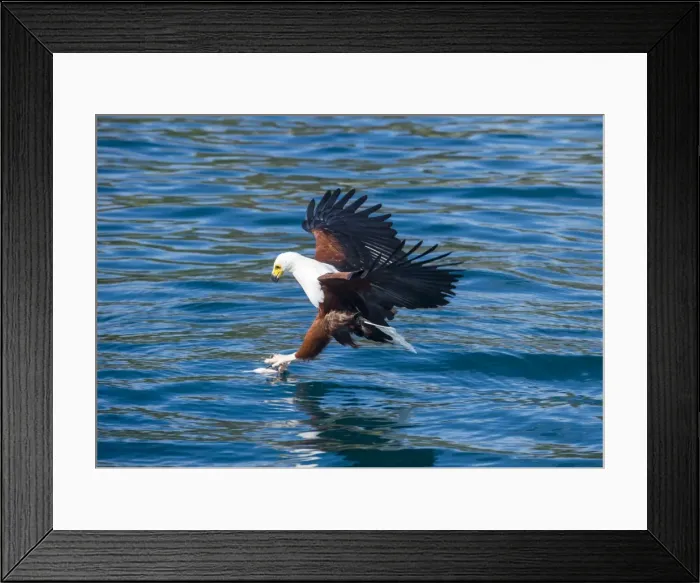 Framed Print : African fish eagle (Haliaeetus vocifer) hunting fish, Cape Maclear, Lake Malawi, Malawi Framed Print : African fish eagle (Haliaeetus vocifer) hunting fish, Cape Maclear, Lake Malawi, Malawi