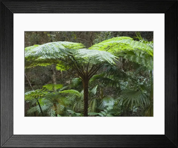 Framed Print : Tree ferns, Moss Garden, Carnarvon Gorge, Carnarvon National Park, Queensland Framed Print : Tree ferns, Moss Garden, Carnarvon Gorge, Carnarvon National Park, Queensland
