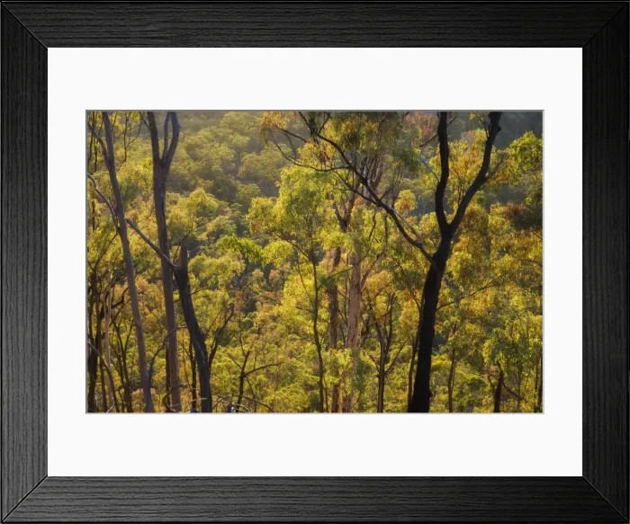 Framed Print : Gum trees, Carnarvon Gorge, Carnarvon National Park, Queensland, Australia, Pacific Framed Print : Gum trees, Carnarvon Gorge, Carnarvon National Park, Queensland, Australia, Pacific