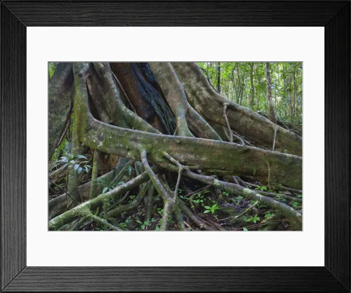 Framed Print : Roots, Daintree National Park, Queensland, Australia, Pacific Framed Print : Roots, Daintree National Park, Queensland, Australia, Pacific