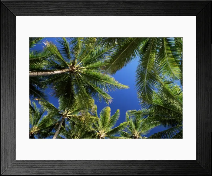 Framed Print : Palm trees, Palm Cove, Queensland, Australia, Pacific Framed Print : Palm trees, Palm Cove, Queensland, Australia, Pacific