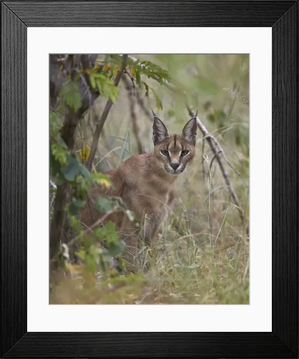 Framed Print : Caracal (Caracal caracal), Kruger National Park, South Africa, Africa Framed Print : Caracal (Caracal caracal), Kruger National Park, South Africa, Africa