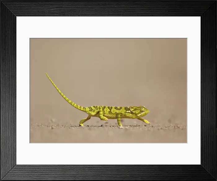 Framed Print : Flap-necked chameleon (flap neck chameleon) (Chamaeleo dilepis), Kruger National Park Framed Print : Flap-necked chameleon (flap neck chameleon) (Chamaeleo dilepis), Kruger National Park