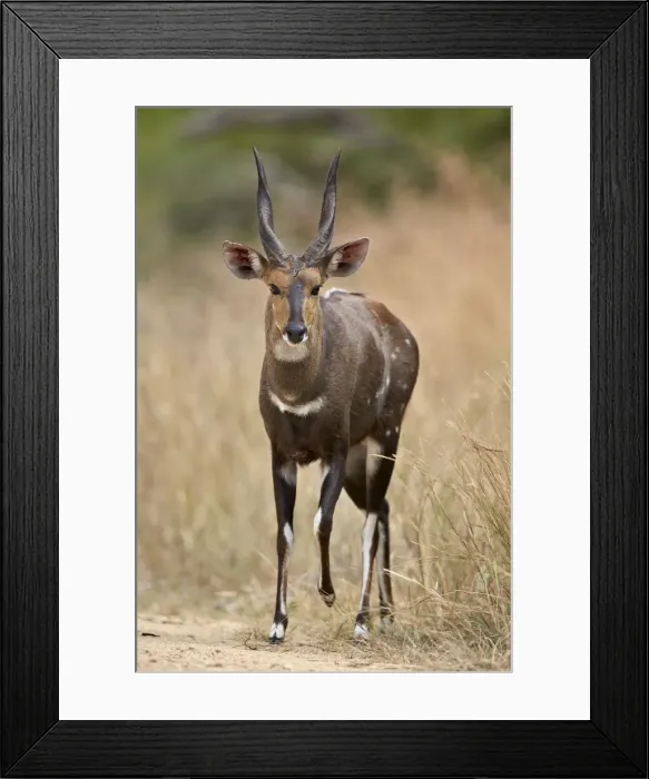 Framed Print : Bushbuck (imbabala) (Tragelaphus sylvaticus) buck, Kruger National Park, South Africa Framed Print : Bushbuck (imbabala) (Tragelaphus sylvaticus) buck, Kruger National Park, South Africa