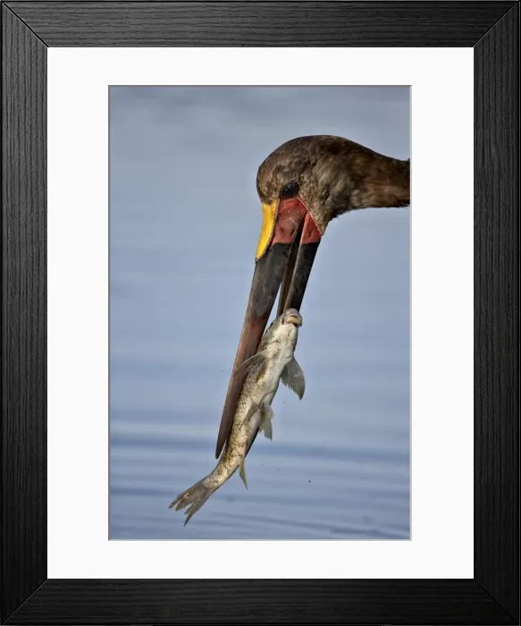 Framed Print : Saddle-billed stork (Ephippiorhynchus senegalensis) with a fish, Kruger National Park Framed Print : Saddle-billed stork (Ephippiorhynchus senegalensis) with a fish, Kruger National Park