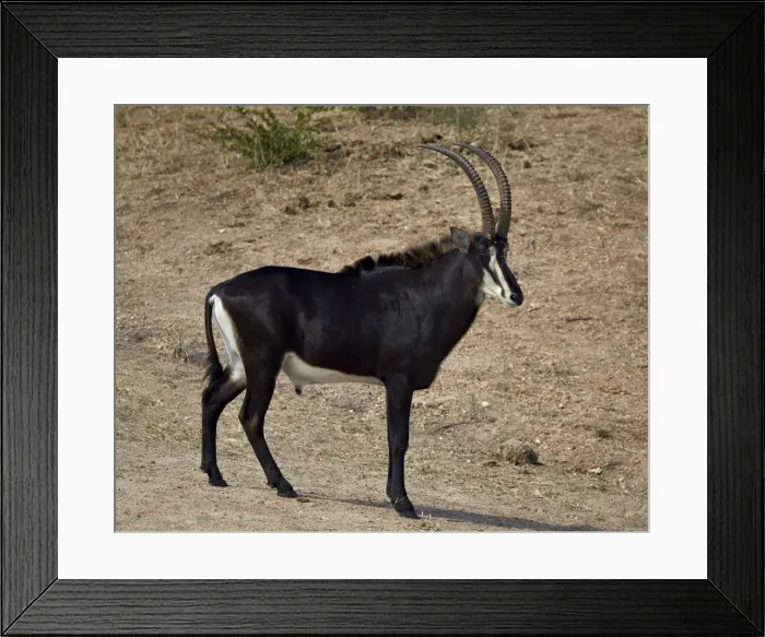 Framed Print : Sable antelope (Hippotragus niger), male, Kruger National Park, South Africa, Africa Framed Print : Sable antelope (Hippotragus niger), male, Kruger National Park, South Africa, Africa