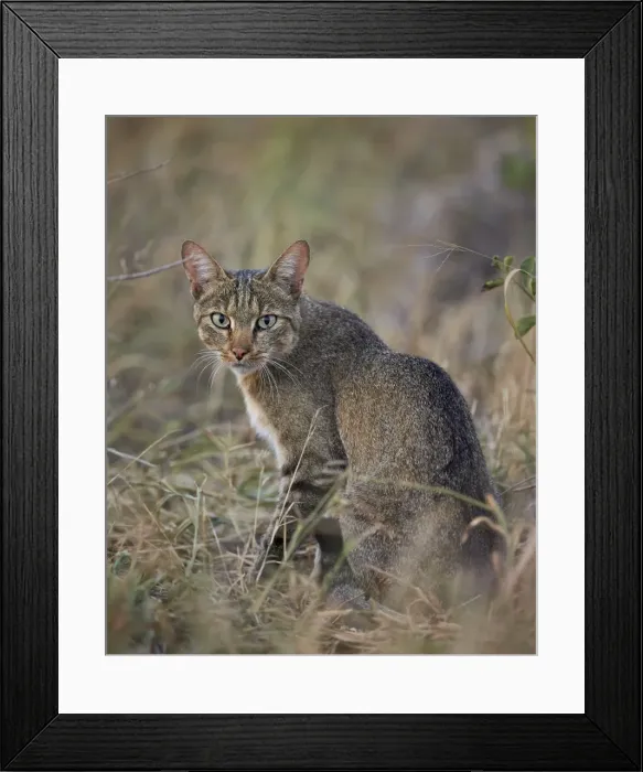Framed Print : African wild cat (Felis silvestris lybica), Kruger National Park, South Africa, Africa Framed Print : African wild cat (Felis silvestris lybica), Kruger National Park, South Africa, Africa
