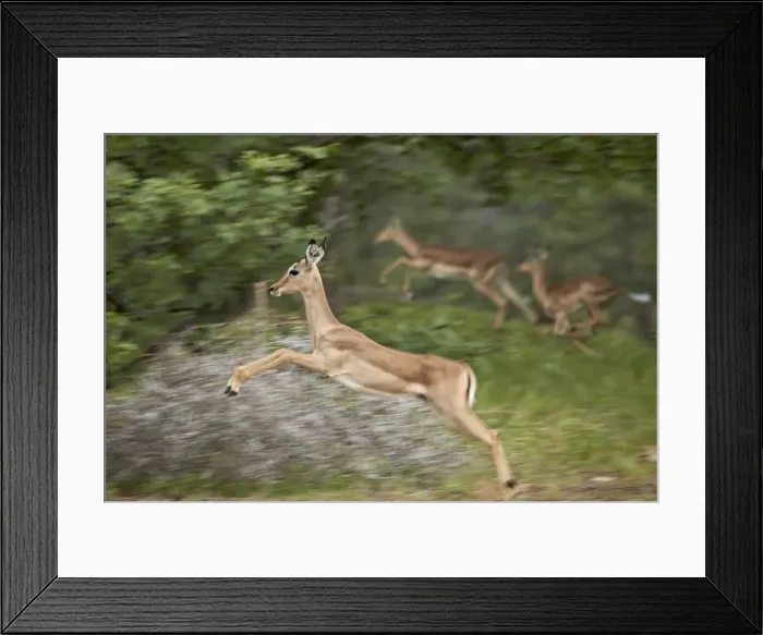 Framed Print : Female impala (Aepyceros melampus) running, Kruger National Park, South Africa, Africa Framed Print : Female impala (Aepyceros melampus) running, Kruger National Park, South Africa, Africa